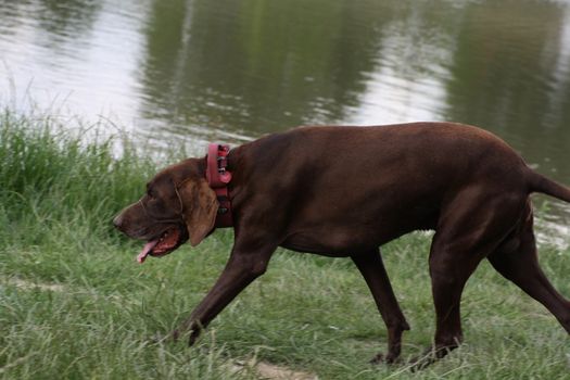 A large brown dog standing next to a body of water. High quality photo