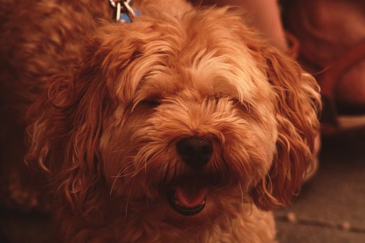 A close up of a dog. High quality photo