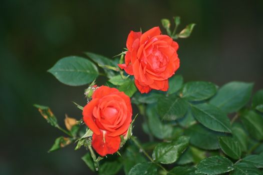 A close up of a flower. High quality photo