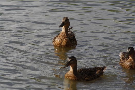 A duck swimming in a body of water. High quality photo