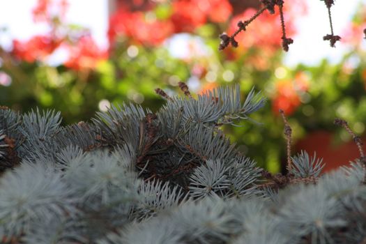 A group of pine trees and blur flowers. High quality photo