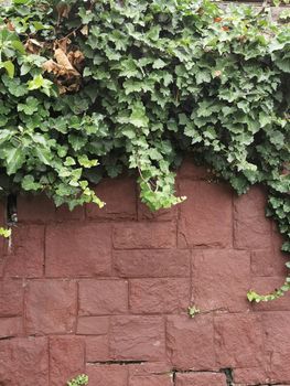 A tree in front of a brick wall. High quality photo