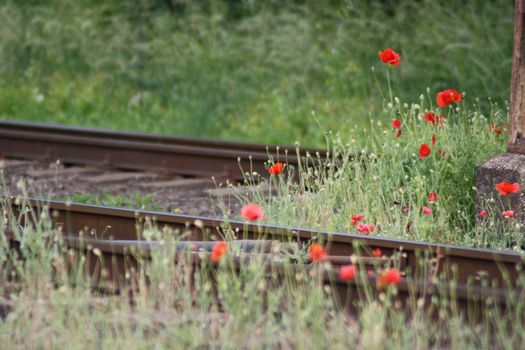 Red poppies at the train station . High quality photo