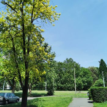 A large tree in a park. High quality photo