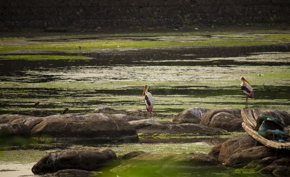A couple of PAINTED STORK birds sitting on the rock stones in the middle of the water in the pond