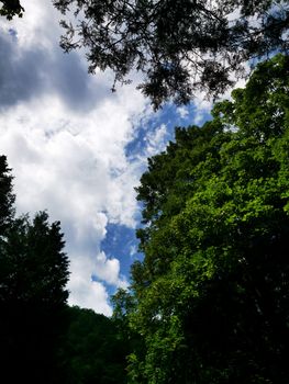The blue sky and the green trees. High quality photo