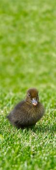 Small newborn ducklings walking on backyard on green grass. Yellow cute duckling running on meadow field in sunny day. Banner or panoramic shot with duck chick on grass