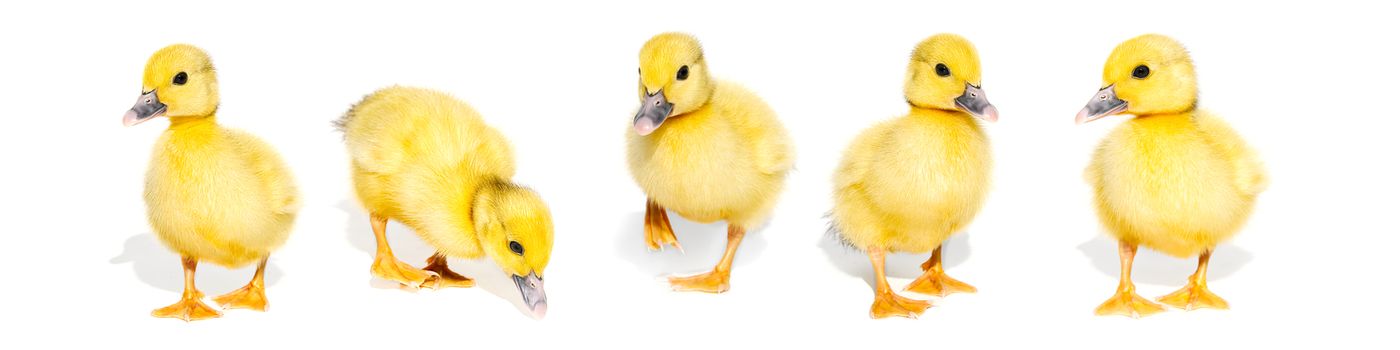 Collage of cute yellow ducklings isolated on a white background. Panorama of newborn baby ducks, can be used as banner