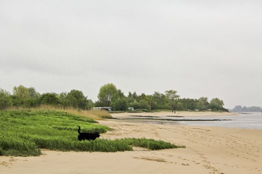 Rough and cold Weser beach in Brake Unterweser Lower Saxony Germany. Harrier Sand.