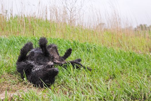 Black wet and dirty dog ​​very cute and playful. Niedersachsen, Germany.