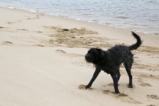 Black wet and dirty dog very playful by the beach. Niedersachsen, Germany.