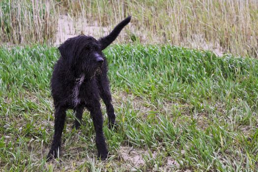 Black wet and dirty dog ​​very cute and playful. Niedersachsen, Germany.