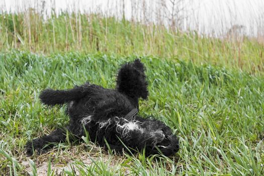 Black wet and dirty dog ​​very cute and playful. Niedersachsen, Germany.