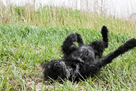 Black wet and dirty dog ​​very cute and playful. Niedersachsen, Germany.