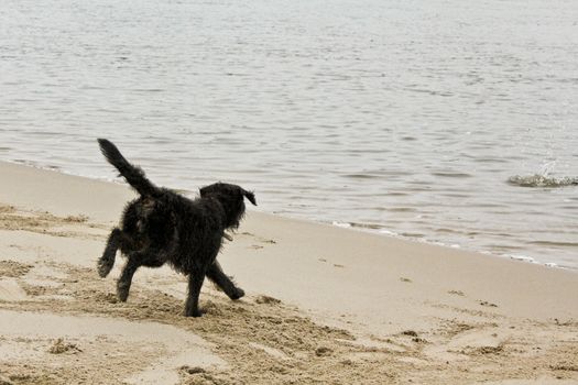 Black wet and dirty dog very playful by the beach. Niedersachsen, Germany.