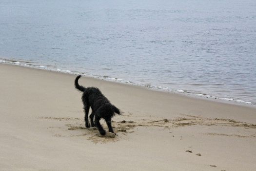 Black wet and dirty dog ​​digs around in the beach sand.