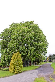 Idyllic beautiful typical German farmhouse with a big tree in Brake Lower Saxony Germany.