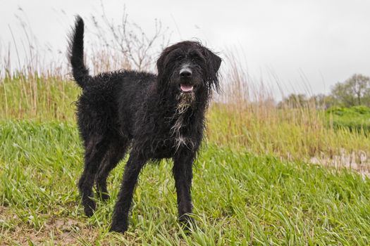 Black wet and dirty dog ​​very playful. Niedersachsen, Germany.