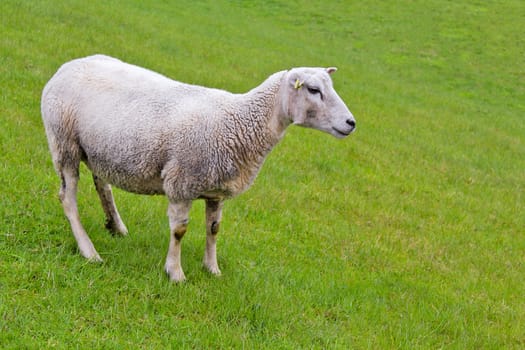 Cute white sheep on green meadow and lawn is watching me. Niedersachsen, Germany.