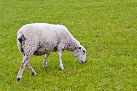 Cute white sheep on green meadow and lawn is watching me. Niedersachsen, Germany.