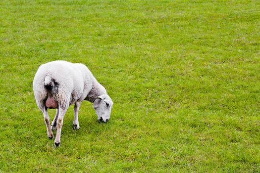 Cute white sheep on green meadow and lawn is watching me. Niedersachsen, Germany.