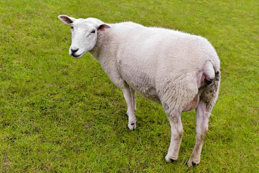 Cute white sheep on green meadow and lawn is watching me. Niedersachsen, Germany.