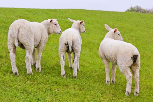 Three cute white sheep from behind with dirty butts. Niedersachsen, Germany.