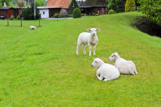 Sheep in front of an idyllic typical German farmhouse. Brake Lower Saxony Germany.