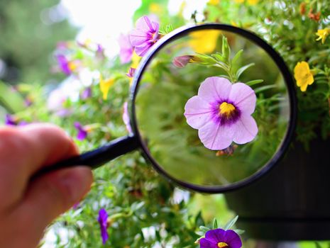 View of purple Million bells flower under magnifying glass.