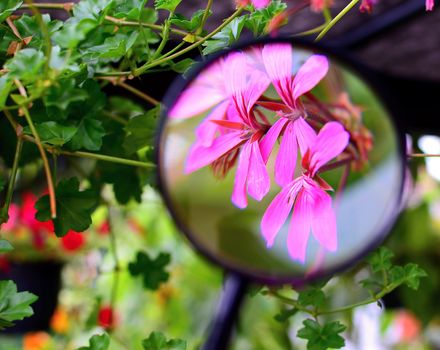 View of purple Pelargonium flower under magnifying glass.