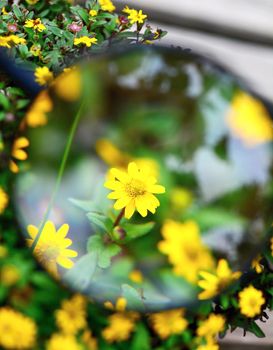 View of yellow Sanvitalia procumbens flower under magnifying glass.