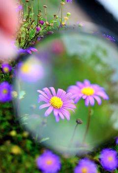 View of purple flower under magnifying glass.