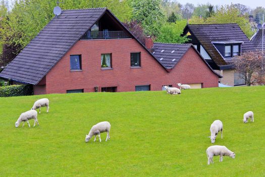 Sheep in front of an idyllic typical German farmhouse. Brake Lower Saxony Germany.