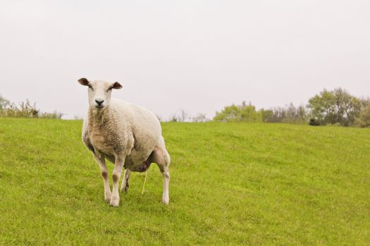 Sheep pees on green meadow in Brake, Lower Saxony Germany.