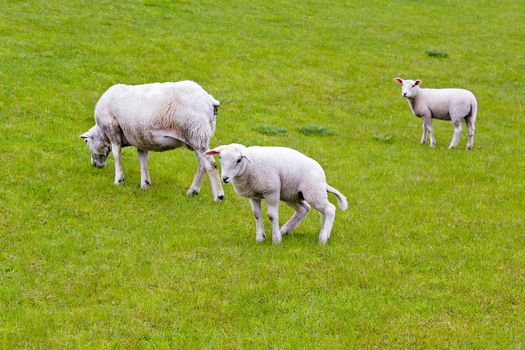 Sheep pees on green meadow in Brake, Lower Saxony Germany.