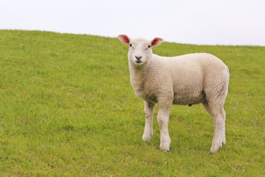 Cute white sheep on green meadow and lawn is watching me. Niedersachsen, Germany.