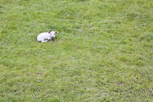 Little white lonely sheep on green meadow. Niedersachsen, Germany.