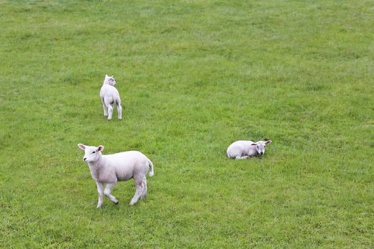 Cute white sheep on green meadow and lawn. Niedersachsen, Germany.