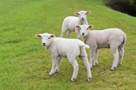 Three cute white sheep on green meadow and lawn. Niedersachsen, Germany.