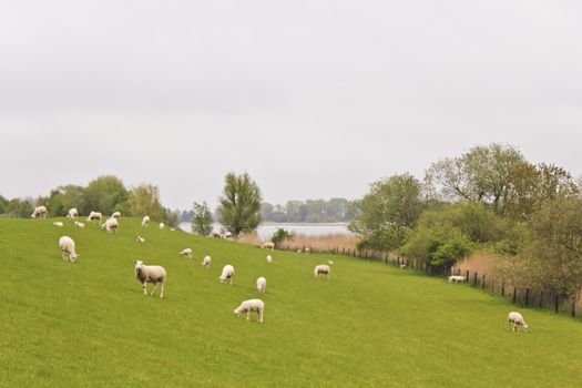 many cute white sheep on green meadow and lawn. Niedersachsen, Germany.