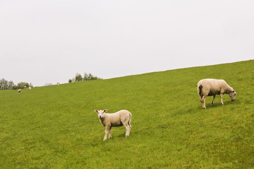 Cute white sheep on green meadow and lawn. Niedersachsen, Germany.