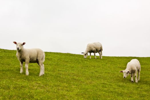 Cute white sheep on green meadow and lawn. Niedersachsen, Germany.