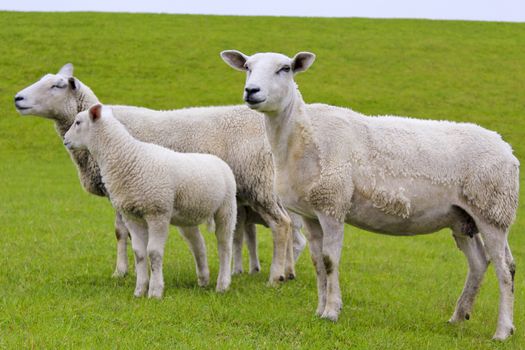 Cute white sheep on green meadow and lawn. Niedersachsen, Germany.