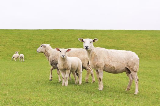 Cute white sheep on green meadow and lawn. Niedersachsen, Germany.