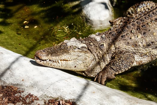 big crocodile at the city zoo on sunny summer day. outdoor closeup