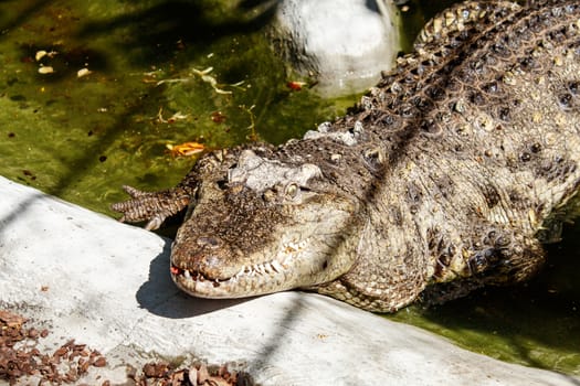 big crocodile at the city zoo on sunny summer day. outdoor closeup