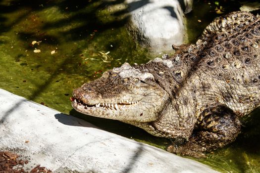 big crocodile at the city zoo on sunny summer day. outdoor closeup