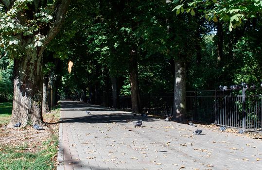 city alley with doves on bright sunny autumn day