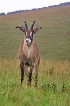 Roan, Hippotragus equinus, standing in Nyika National Park, Malawi. Also comes under the larger species of antelopes in Africa; the fourth largest.
