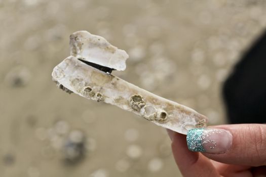 Beauty and nature, nails and shells.Beauty and nature, turquoise nails and shells. Coast of north Germany.